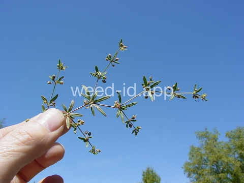 carpetweed